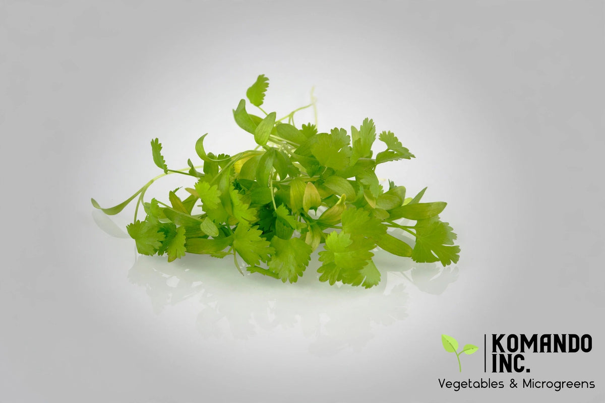 Cilantro Microgreens