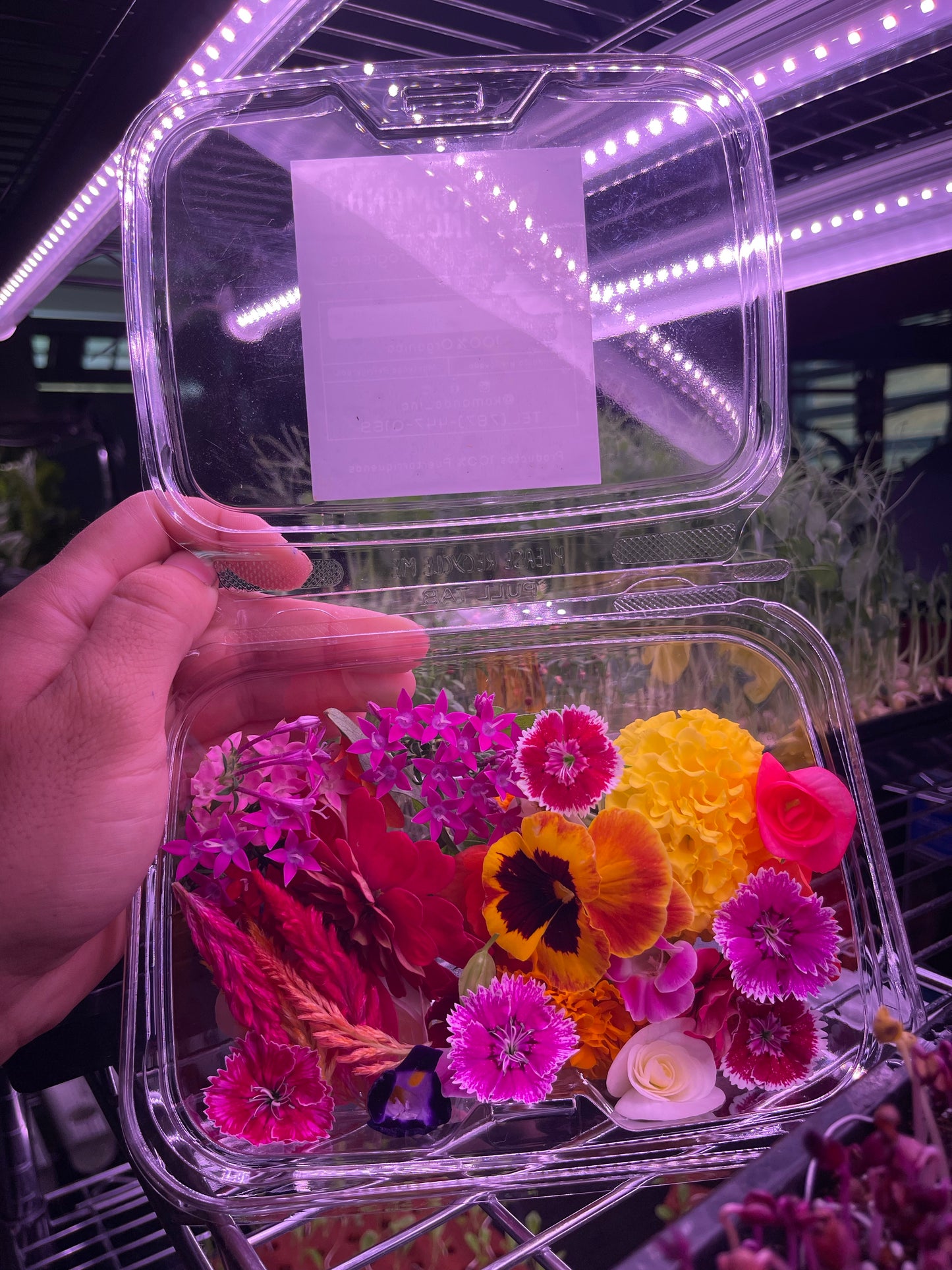 Flores comestibles
