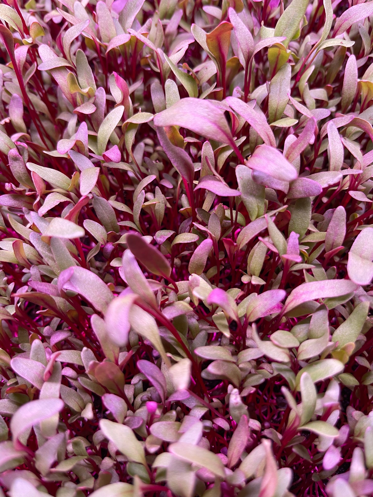 Red Leaf Beet Microgreen