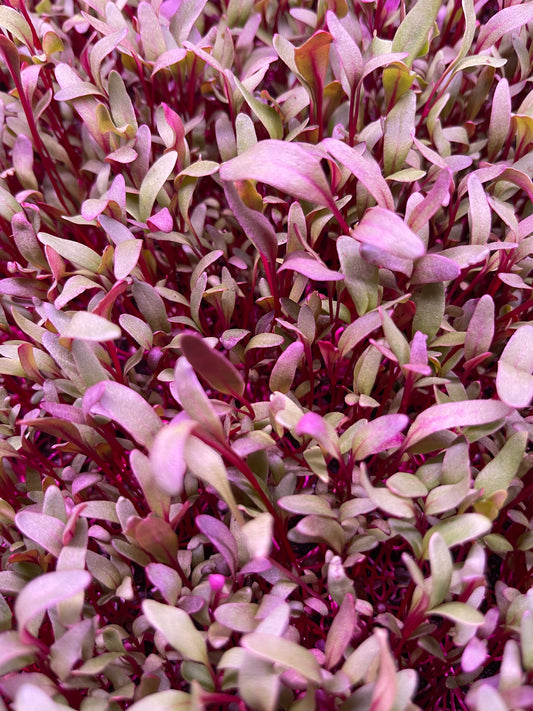 Red Leaf Beet Microgreen