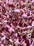 Red Leaf Beet Microgreen