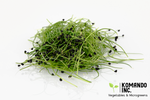 Onion Microgreens