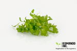 Cilantro Microgreens