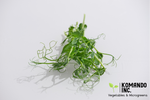 Trendil Peas Microgreens